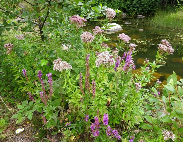 Eupatorium cannabinum - rantapunalatvan esiintymisalue kattaa eteläisimmät ja kaakkoiset eliömaakunnat Ahvenanmaalta Etelä-Karjalaan ja edelleen Pohjois-Karjalaan saakka. Se on harvinainen mutta selvityksissä kuitenkin elinvoimaiseksi todettu. Kasvupaikkoina ovat lähinnä vesistöjen rannat ja rantapensaikot sekä kosteat, rehevät lehdot. Kuvassa seuralaisina ovat mm. tervaleppä, Alnus glutinosa, (puna)vadelma, Rubus idaeus, (pohjan)rantakukka, Lythrum salicaria ja kiiltopaju, Salix phylicifolia. U, Loviisa, Vähä Ahvenkoski, Ahvenkosken vähävetinen luonnonuoma Pietarintien ja padon välillä (uomassa kulkee Loviisan ja Pyhtään välinen raja), muusta uomasta erillisen lammikon ranta, 6.8.2020. Copyright Hannu Kämäräinen.