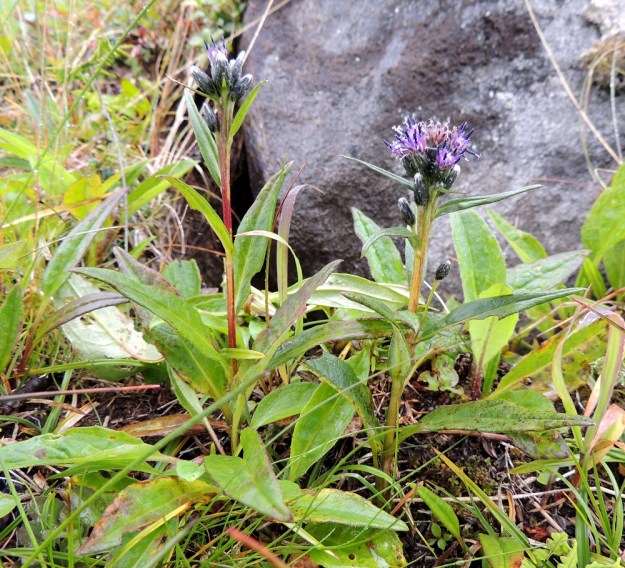 Saussurea alpina - (tunturi)läätteen kukinnot muodostuvat kukkamaisista mykeröistä, jotka ovat tiheänä, huiskilomaisena ryhmänä varren kärjessä ja yksittäin - kolmittain sen alapuolisissa lehtihangoissa. Kärkihuiskilon mykeröperät ovat enintään noin sentin mittaiset. Lehtihankaisten mykeröiden perät ovat paljon pitemmät. EnL, Enontekiö, Kilpisjärvi, Saanan lounainen alarinne, tunturikoivikko retkeilykeskuksen yläpuolella, 520 m mpy, 18.7.2013. Copyright Hannu Kämäräinen.