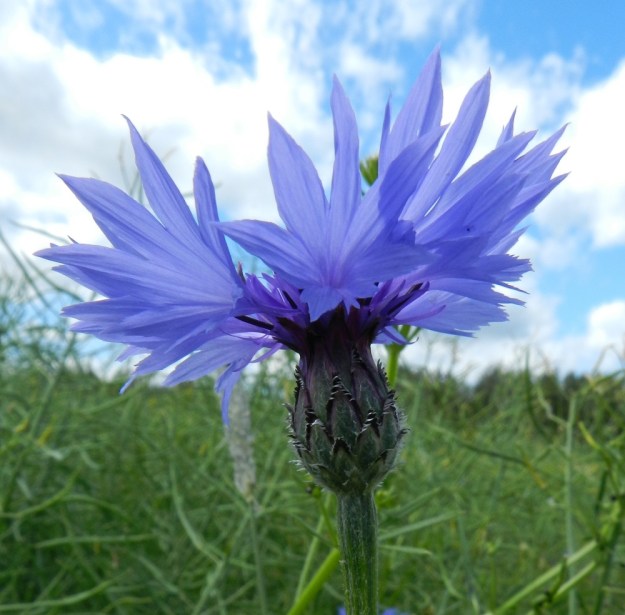Centaurea cyanus - ruiskaunokin mykerökehto on tavallisesti noin 10-15 mm leveä ja suunnilleen samankorkuinen. Kehtosuomut ovat yleensä noin 3-15 mm pitkät. Ne ovat suikean puikeat, kärkeä ja laitoja lukuun ottamatta vihreät, kellanvihreät tai punertavajuovaiset sekä enemmän tai vähemmän seitti- tai vanukekarvaiset. Suomujen kärki ja laitojen yläosa ovat ruskeat, mustanruskeat ja uloimmissa suomuissa valkoiset. Lisäksi kärkiosa ja sen laidat ovat kalvomaisesti valkoisen tai vaaleanruskean liuskahampaiset tai -halkoiset. U, Loviisa, Utbyn ja Hormnäsin välillä oleva laaja Storängarnan peltoalue, Sarvilahdentien varsi, rypsipellon laita, 20.6.2012. Copyright Hannu Kämäräinen.
