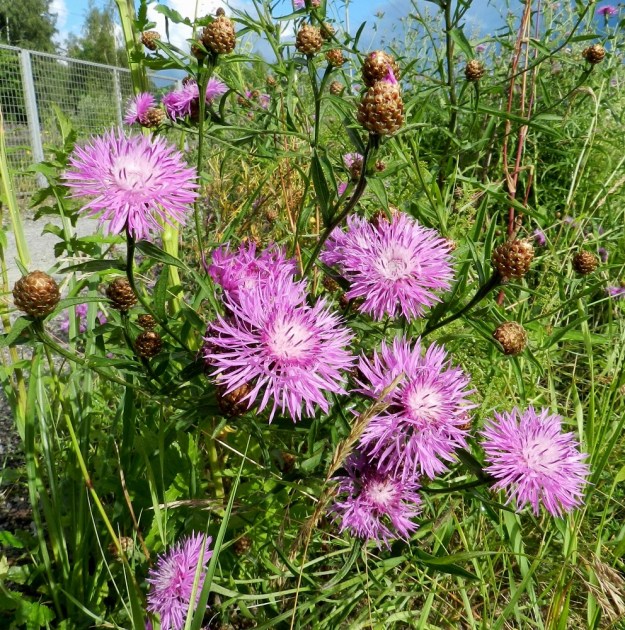 Centaurea jacea - ahdekaunokin mykeröstöt voivat muodostaa tiiviitäkin ja lähes tasalakisia ryhmiä. EH, Hämeenlinna, Sairio, Vanajaveden itäranta, radanvartta seuraavan ulkoilureitin laitaruohikko, 20.7.2012. Copyright Hannu Kämäräinen.