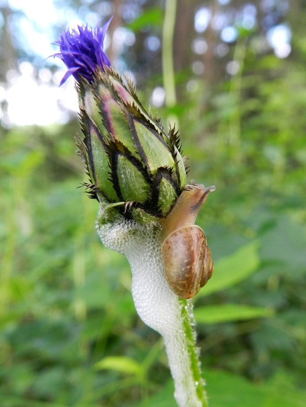 Centaurea montana - vuorikaunokin mykerökehto on nuppuvaiheessa lähes sukkulamainen. Kukintoa suojaavat kehtosuomut ovat suikean puikeat, kärkeä ja laitoja lukuun ottamatta vihreät, kellanvihreät tai punertavaviiruiset. Sisimpiä suomuja lukuun ottamatta niiden kolmiomainen kärki ja laidat pitkälle ovat aika leveästi mustanruskeat ja liuskahampaiset tai -halkoiset. Kehto näyttää kiinnostavan myös todennäköistä pensaskotiloa, Fruticicola fruticum. Liekö tavoitteena juuri esiin nousevat terälehdet. EH, Hämeenlinna, Loimalahti, Hirsimäki, Louhoksentien laitapensaikko metsäalueen reunassa, 28.6.2012. Copyright Hannu Kämäräinen.
