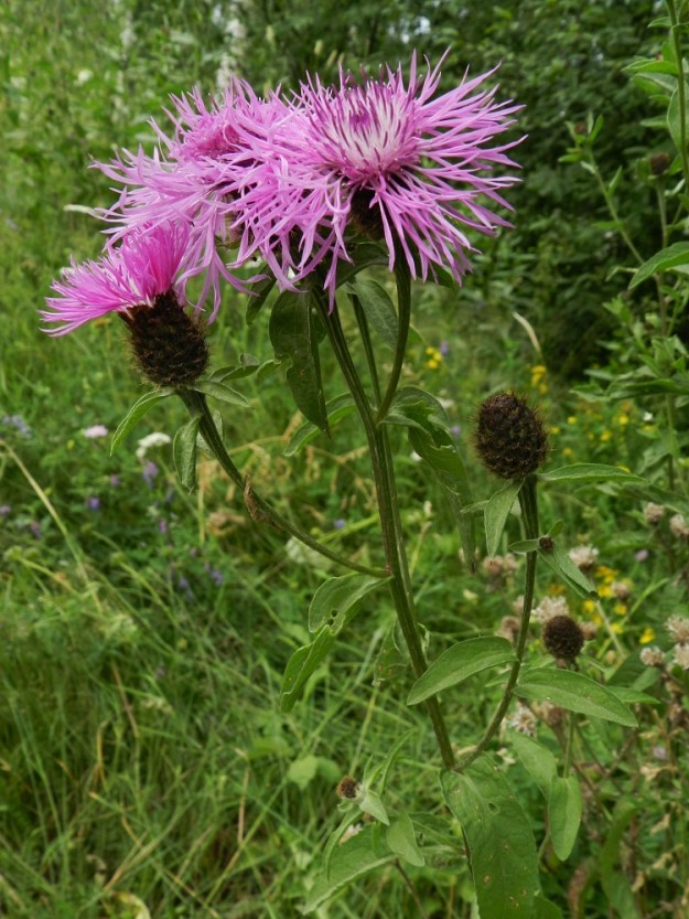 Centaurea phrygia subsp. phrygia - nurmikaunokin subsp. idännurmikaunokin kukintohaarat yleensä paksunevat mykerön tyveä kohti. Haarojen lehdet yltävät aivan mykeröön saakka. ES, Savonlinna, Pihlajaniemi, Pitkän Pihlajaveden Pullinlahden rannalla oleva Vuohimäen leirintäalue, alueen laitaheinikko, 12.7.2011. Copyright Hannu Kämäräinen.
