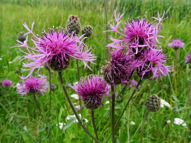 Centaurea scabiosa - ketokaunokin kukkamykeröt ovat haarojen kärjessä tavallisesti yksittäin. Kukintomykerö on täydessä kukassaan tavallisesti noin 40-60 mm leveä. Mykerössä on noin sata useimmiten punateriöistä kukkaa. EH, Hämeenlinna, Vuorentaka, Marssitien piennar viljapellon kohdalla, 4.7.2011. Copyright Hannu Kämäräinen.