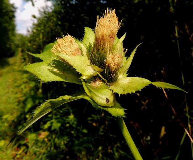 Cirsium oleraceum - keltaohdakkeen kukintomykeröt ovat varren ja haarojen kärjessä tavallisesti 2-6 mykerön ryhminä tai harvemmin yksittäin. Mykeröt ovat yleensä lyhytperäiset. EH, Kouvola, Kuusankoski, Ahlmanintien varrella olevan entisen puutavaran varastointi- ja lautatarha-alueen ja Savonsuon peitetyn teollisuuskaatopaikan välissä kulkevan tieuran laide, 26.7.2016. Copyright Hannu Kämäräinen.