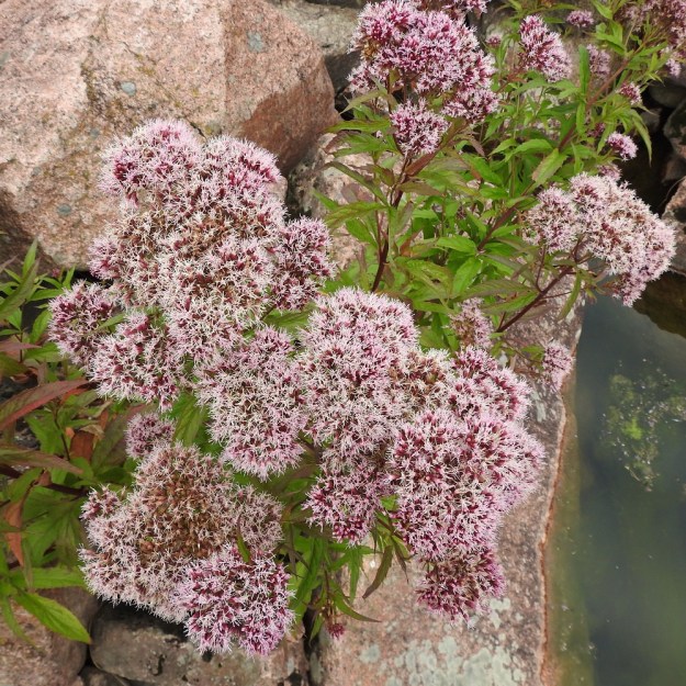 Eupatorium cannabinum - rantapunalatvalla ovat hyvät leviämismahdollisuudet. Pähkylätuotto on suorastaan huikea ja ne voivat leijailla kantavan pappuksensa ansiosta kauemmaksikin. Vaakasuoraan etenevä juuristo mahdollistaa lisäksi kasvullisen laajenemisen. Myöskään sopivista kasvupaikoista ei ole vesistöjen maassa puutetta. Näistä edellytyksistä huolimatta laji pysyy esiintymisalueellaan niukkana saati, että pystyisi laajentamaan sitä. U, Pyhtää, Ahvenkoski, Ahvenkosken vähävetinen luonnonuoma Pietarintien ja padon välillä (uomassa kulkee Loviisan ja Pyhtään välinen raja), 6.8.2020. Copyright Hannu Kämäräinen.