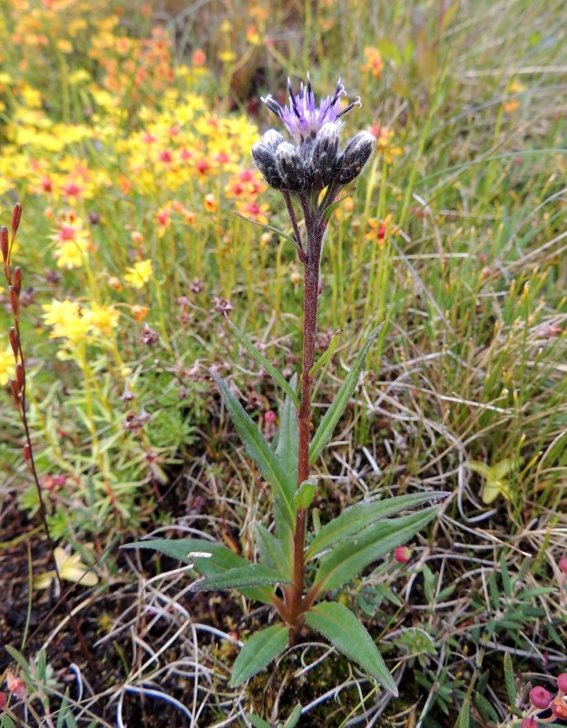 Saussurea alpina - (tunturi)lääte on haaraton ja tavallisesti noin 10-60 cm korkea. Varsi on punaruskea tai harmaanvihreä. Lehdet ovat useimmiten päältä vihreät. Kuvassa ovat seuralaisina mm. taustalla kultarikko, Saxifraga aizoides, vasemmassa laidassa hentosuolake, Triglochin palustris ja oikeassa etukulmassa suokukka, Andromeda polifolia. EnL, Enontekiö, Kilpisjärvi, Saanan lounainen alarinne Käsivarrentien varressa, lettosuon laita, 485 m mpy, 16.7.2013. Copyright Hannu Kämäräinen.