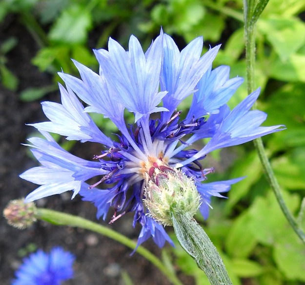 Centaurea cyanus - ruiskaunokin mykerön näyttävimmät ja kookkaimmat kukat ovat heteettömiä ja emittömiä laitakukkia. Ne ovat useimmiten siniset ja tavallisesti noin 17-22 mm pitkät. Niiden tyviosa on hyvin kapean tasasoukka ja kärkiosa epämukaisen toispuolisesti leveän suppilomainen ja vaihtelevasti liuskainen. Kärkiosa on noin 10-15 mm pitkä ja sen kolmiomaiset kärkiliuskat ovat useimmiten noin 3-7 mm pitkät. Laitakukkien tehtävänä on kiinnittää pölyttäjien huomio. Merkillepantavaa on, että toispuolisten suppiloiden suuaukko on suuntautunut alaspäin, jotta hyönteiset eivät turhaan tunge niihin imukärsiään. V, Raasepori, Pohja, Fiskarsin ruukkialue, Fiskarsintien kävelytien laiteen uudisnurmialue, 15.7.2020. Copyright Hannu Kämäräinen.