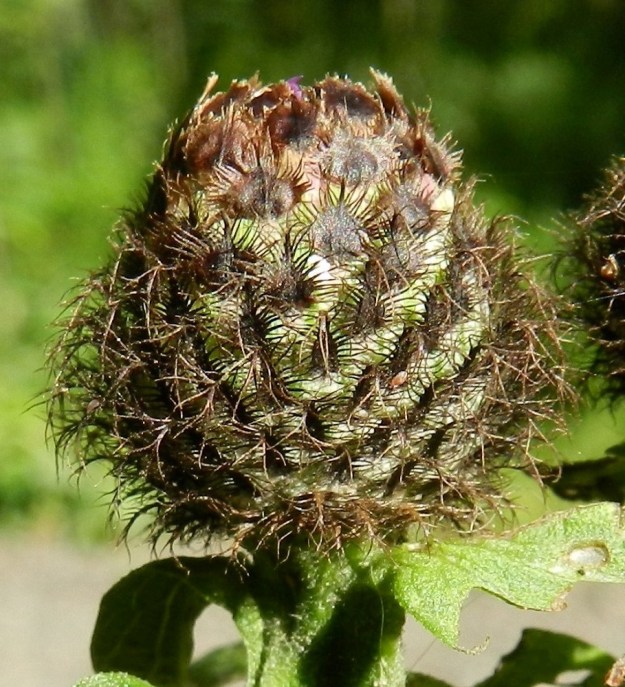 Centaurea phrygia subsp. phrygia - nurmikaunokin subsp. idännurmikaunokin kukkamykerön uloimman kerroksen muodostavat kehtosuomut, jotka ympäröivät monikerroksisena kehtona varsinaista kukintoa. Suomuissa on kurouman erottama kärkilisäke. Muiden kuin sisimpien kehtosuomujen kärkiosa on puikea tai leveänsuikea ja musta tai mustanruskea sekä kampamaisesti ripsiliuskainen. Ulompien ja keskialueen suomujen kärkilisäkkeessä on pitkä, rihmamaisen kapea ja tavallisesti alaspäin kääntynyt kärki. Sisimpien kehtosuomujen kärkiosa on mustanruskea , pyöreähköpäinen ja risalaitainen sekä nousee esiin ulompien suomujen yläpuolelle. EH, Hämeenlinna, Aulanko, puistometsäalue, luonnonsuojelualue, Joutsenlammen kaakkoisranta, 25.7.2012. Copyright Hannu Kämäräinen.