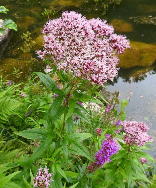 Eupatorium cannabinum - rantapunalatvan kukinnot muodostuvat kukkamaisista mykeröistä, jotka ovat runsaana ja tiheänä, huiskilomaisena ryhmänä varren latvassa ja haarojen kärjessä. Latvahuiskilot ovat tavallisesti noin 8-17 cm leveät ja noin 6-12 cm korkeat. U, Loviisa, Vähä Ahvenkoski, Ahvenkosken vähävetinen luonnonuoma Pietarintien ja padon välillä (uomassa kulkee Loviisan ja Pyhtään välinen raja), muusta uomasta erillisen lammikon ranta, 6.8.2020. Copyright Hannu Kämäräinen.