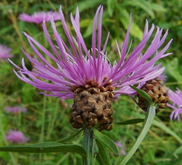 Centaurea jacea - ahdekaunokin mykerökehto on tiiviin tynnyrimäinen tai nuppuvaiheessa (kuvassa oikealla) pallomainen. Se on tavallisesti noin 15-20 mm leveä ja suunnilleen samankorkuinen tai hieman korkeampi. Haarat paksunevat mykeröiden alla. EH, Hämeenlinna, Idänpää, Katumajärven läntinen ranta-alue lähellä Kutalanjoen suuta, 9.8.2012. Copyright Hannu Kämäräinen.