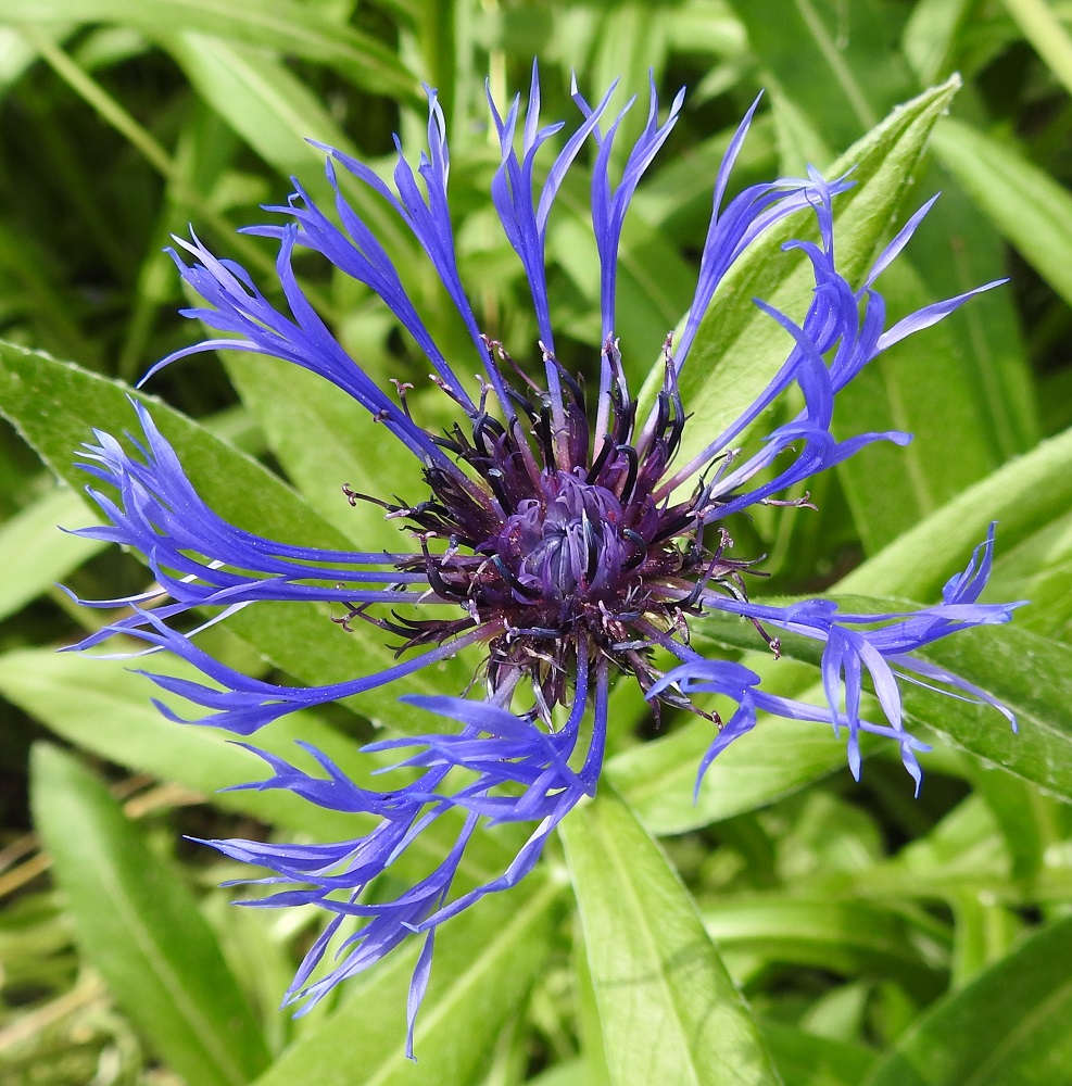 Centaurea montana - vuorikaunokin kukintomykerö on täydessä kukassaan tavallisesti noin 50-80 mm leveä. Mykerössä on yleensä noin 40-70 kukkaa. Niistä noin 15-30 on kookasta ja useimmiten sinistä laitakukkaa, jotka ovat neuvottomia eli niistä puuttuvat heteet ja emit. Muut kukat ovat kaksineuvoisia, torvimaisia kehräkukkia. Neuvottomat laitakukat ovat tavallisesti noin 25-40 mm pitkät. Niiden tyviosa on hyvin kapean tasasoukka ja kärkiosa avoimen viisiliuskainen. Liuskat ovat useimmiten noin 10-15 mm pitkät ja leveimmillään noin 1,5-2 mm leveät. EH, Hämeenlinna, Loimalahti, Loimalahdentien laitaruohikko hevosaitauksen kohdalla, vähän ennen Tervaniemeä ja Alajärven uimarantaa, 10.6.2018. Copyright Hannu Kämäräinen.
