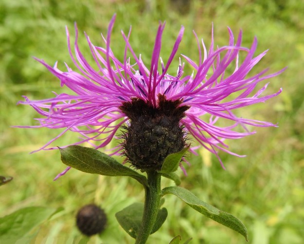 Centaurea phrygia subsp. phrygia - nurmikaunokin subsp. idännurmikaunokin mykerökehto on tynnyrimäinen ja nuppuna pallomainen sekä tavallisesti noin 15-20 mm leveä ja suunnilleen samankorkuinen. Kuvassa näkyy hyvin, kuinka alempien kehtosuomujen kapeammat kärkilisäkkeet muuttuvat ylempänä leveänpuikeiksi. Ylimpänä näkyvät kokonaan toisennäköiset sisimpien suomujen kärkilisäkkeet. Kukintomykerö on täydessä kukassaan tavallisesti noin 40-60 mm leveä. EH, Hämeenlinna, Loimalahti, Hirsimäki, Näsiäntien ja maakaasulinjan välinen metsäalue, avohakkuuaukko, 3.8.2019. Copyright Hannu Kämäräinen.