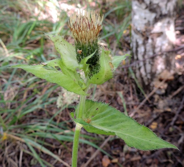 Cirsium oleraceum - keltaohdakkeen mykerökukinto täyden kukinnan vaiheessa nousee noin kehtonsa korkeuden verran sen yläpuolelle. ES, Lappeenranta, Tuosan saari, eteläpää, Vehkataipaleentien varressa oleva teollisuusjätteen entinen kaatopaikka ja nykyinen täyttömaa-alue, jätealtaan rantametsikkö, 27.7.2016. Copyright Hannu Kämäräinen.