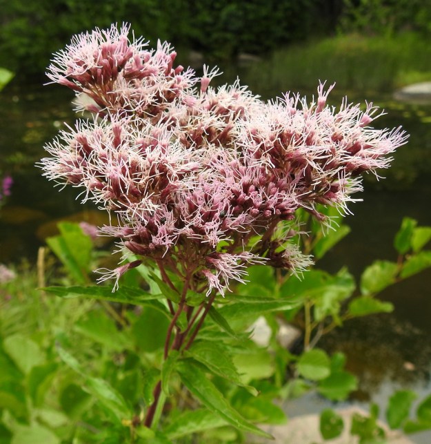 Eupatorium cannabinum - rantapunalatvan kukintohuiskilo hapsuttuu täyden kukinnan vaiheessa kauttaaltaan emin vartalon kärjessä olevilla kaksihaaraisilla luoteilla, joiden liuskat ovat yleensä noin 3-5 mm pitkät. Lentävien hyönteisten onkin mahdoton päästä teriön ja vartalon tyvellä olevalle mesiapajalle luotteihin koskematta. U, Loviisa, Vähä Ahvenkoski, Ahvenkosken vähävetinen luonnonuoma Pietarintien ja padon välillä (uomassa kulkee Loviisan ja Pyhtään välinen raja), muusta uomasta erillisen lammikon ranta, 6.8.2020. Copyright Hannu Kämäräinen.