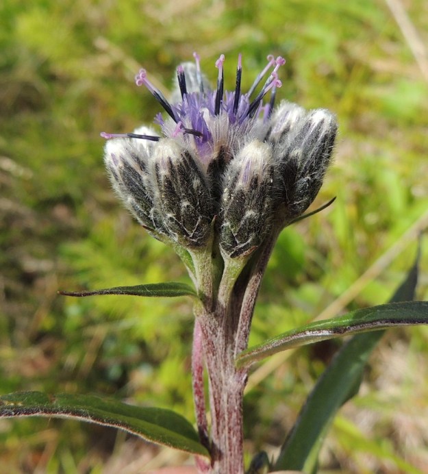 Saussurea alpina - (tunturi)läätteen mykerökehto on sukkulamainen tai lieriömäinen ja tavallisesti noin 10-12 mm korkea ja noin 5-7 mm leveä. Uloimmat kehtosuomut ovat lähinnä leveän kolmiomaiset tai leveänsoikeat. Sisemmät suomut pitenevät ja kapenevat kerros kerrokselta suikeiksi tai lähes tasasoukiksi. Ne ovat tummanvihreät tai sinimustat ja tiheästi valkokarvaiset. Kehtosuomut ovat tavallisesti noin 3-11 mm pitkät sekä leveimmältä kohtaa noin 1-2,5 mm leveät. Pisimmät ja kapeimmat suomut ovat sisimpänä kukintoa vasten. Varren yläosa ja mykeröperät ovat tiheästi vanuke- tai seittikarvaiset. EnL, Enontekiö, Kilpisjärvi, Saanan lounainen alarinne, tunturikoivikko retkeilykeskuksen yläpuolella, 515 m mpy, 16.7.2013. Copyright Hannu Kämäräinen.