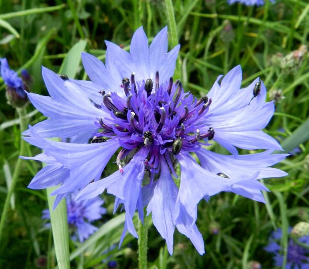 Centaurea cyanus - ruiskaunokin kehräkukat ovat useimmiten sinipunaisia. Viiden heteen yleensä tumman sinipunaiset ja kapean tasasoukat ponnet ovat lieriömäisen yhdiskasvuisesti emin vartalon ympärillä. Siitepölyn purkautuessa vartalo ja luotti eivät ole vielä nousseet esille ponsien keskeltä. Vaikka rapsikuoriaisia, Meligethes aeneus, houkuttelevatkin ristikukkaiskasvien keltaiset kukat, näyttää niille hyvin maistuvan myös ruiskaunokin siitepöly. U, Loviisa, Utbyn ja Hormnäsin välillä oleva laaja Storängarnan peltoalue, Sarvilahdentien varsi, rypsipellon laita, 20.6.2012. Copyright Hannu Kämäräinen.