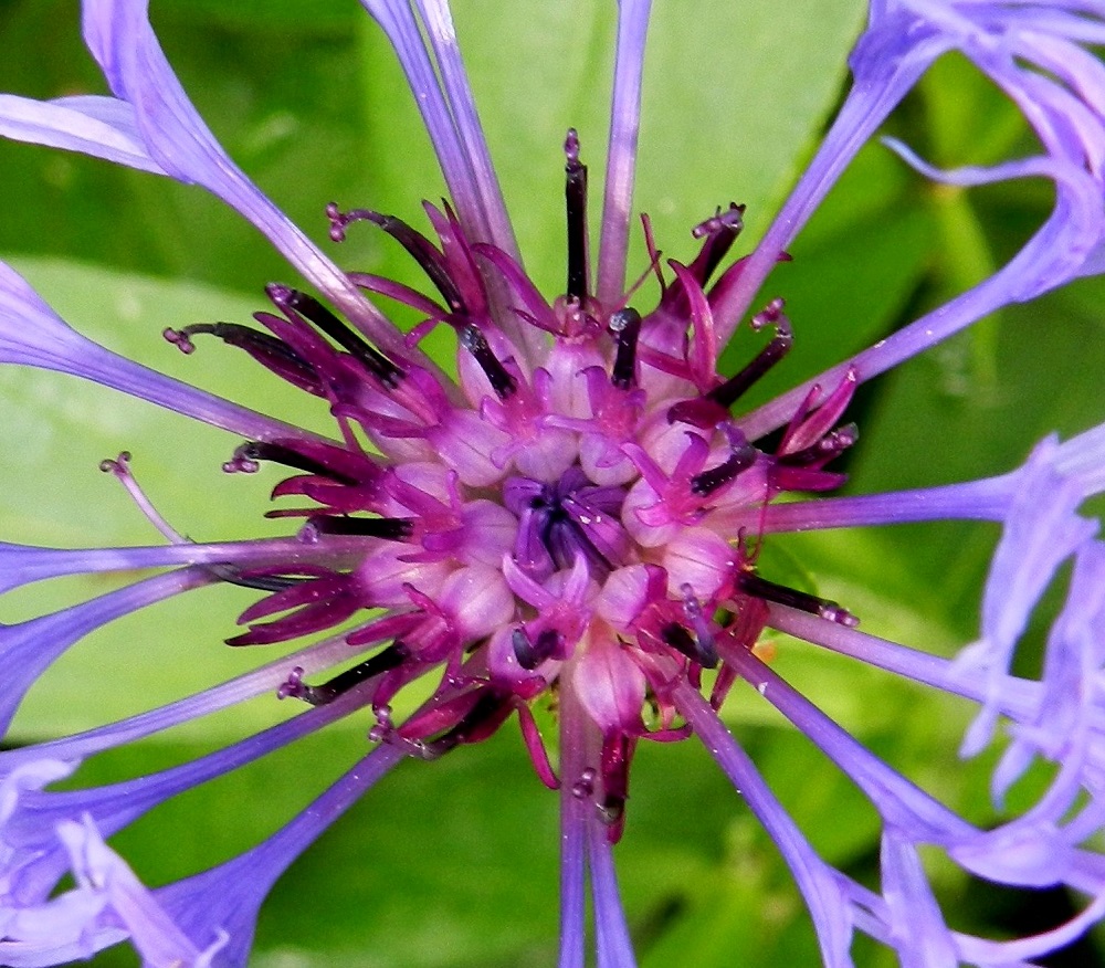 Centaurea montana - vuorikaunokin kehräkukat ovat yleensä sinipunaisia tai lähes punaisia. Teriön kärkiosa on ruukkumainen tai torvimainen. EH, Hämeenlinna, Loimalahti, Hirsimäki, Louhoksentien laitapensaikko metsäalueen reunassa, 28.6.2012. Copyright Hannu Kämäräinen.