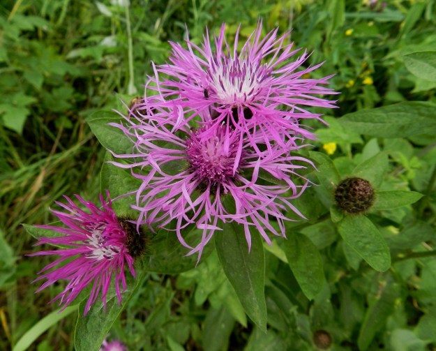 Centaurea phrygia subsp. phrygia - nurmikaunokin subsp. idännurmikaunokin mykerössä on noin sata kukkaa. Uloimmat laitakukat ovat neuvottomia eli niistä puuttuvat heteet ja emit. Ne ovat kehräkukkia kookkaammat ja tavallisesti noin 20-30 mm pitkät. Niiden tyviosa on hyvin kapean tasasoukka ja kärkiosa avoimen viisiliuskainen. Liuskat ovat useimmiten noin 10-15 mm pitkät ja leveimmillään noin 1,5-2 mm leveät. Muut kukat ovat kaksineuvoisia, torvimaisia kehräkukkia. Niiden teriöiden kärkiosa on punainen, sinipunainen, vaalean punasävyinen tai aivan valkoinen. Väri voi vaihdella jopa samassa yksilössä, kuten kuva osoittaa. ES, Savonlinna, Pihlajaniemi, Pitkän Pihlajaveden Pullinlahden rannalla oleva Vuohimäen leirintäalue, alueen laitaheinikko, 12.7.2011. Copyright Hannu Kämäräinen.