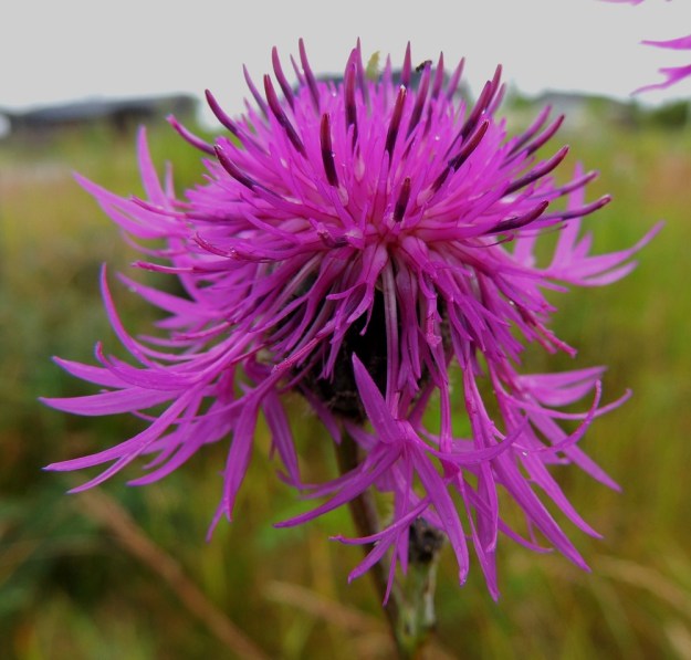 Centaurea scabiosa - ketokaunokin uloimmat kukat ovat neuvottomia eli niistä puuttuvat heteet ja emit. Neuvottomat laitakukat ovat sisempiä ja kaksineuvoisia kehräkukkia kookkaammat ja tavallisesti noin 20-30 mm pitkät. Niiden tyviosa on hyvin kapean tasasoukka ja kärkiosa avoimen viisiliuskainen. Liuskat ovat useimmiten noin 5-10 mm pitkät Näyttävämpien laitakukkien tehtävänä on lisätä mykeröiden huomioarvoa mettä etsivien ja samalla pölytyksen hoitavien hyönteisten silmissä. St, Pori, Reposaari, koillisranta, entisen satama-alueen vanhan painolastikentän keto- ja niittyalue, 14.7.2014. Copyright Hannu Kämäräinen.