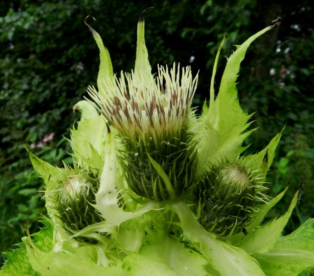 Cirsium oleraceum - keltaohdakkeen mykerökehto on tavallisesti noin 20-25 mm korkea ja noin 15-25 mm leveä. Koko kehtoa ympäröi runsaampi tai niukempi seittikarvoitus tai koko kehto on seittikarvaton. EH, Hattula, Katinala, Kauksaari, länsiosa, Vanajaveden ranta-alue, 24.7.2012. Copyright Hannu Kämäräinen.