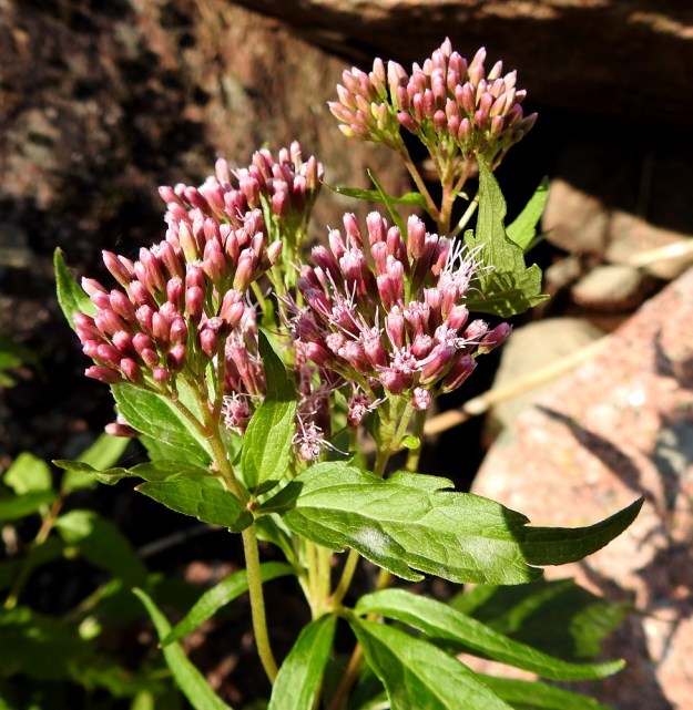 Eupatorium cannabinum - rantapunalatvan mykeröt teriöineen ovat hoikkia ja noin 6-7 mm pitkiä. Teriöt ovat punertavat samoin kuin niitä ympäröivä kehtokin yleensä. U, Pyhtää, Ahvenkoski, Ahvenkosken vähävetinen luonnonuoma Pietarintien ja padon välillä (uomassa kulkee Loviisan ja Pyhtään välinen raja), 11.9.2019. Copyright Hannu Kämäräinen.