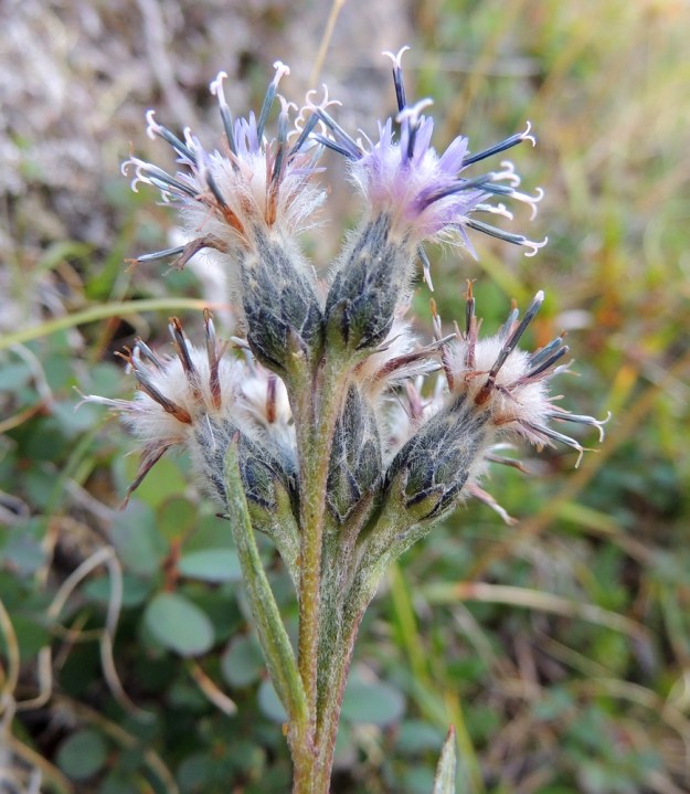 Saussurea alpina - (tunturi)läätteen mykerö kukkineen on yleensä noin 15-20 mm pitkä ja kärjestään noin 10 mm leveä. Kun kukinta on parhaimmillaan ja emin vartalot luotteineen harottavat levällään, kukinnon leveys voi tuplaantua, kuten kuvassa, 20 mm:iin. Kehdon uloimmat eli alimmat suomut ovat usein vihreät, laidoiltaan sinimustat ja sisempiä suomuja vähäkarvaisemmat. EnL, Enontekiö, Kilpisjärvi, Saanan lounaisrinne, ensimmäisen, matalan pahtaseinämän yläpuolinen, avokallioinen rinne retkeilykeskuksen kohdalla, luonnonsuojelualue, 620 m mpy, 16.7.2013. Copyright Hannu Kämäräinen.