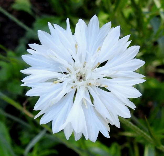 Centaurea cyanus - ruiskaunokin mykerö voi harvoin olla myös valkokukkainen. Tällöin kaikki kukan osat ovat valkoiset tai muuten hyvin vaaleat. V, Raasepori, Pohja, Fiskarsin ruukkialue, Fiskarsintien kävelytien laiteen uudisnurmialue, 15.7.2020. Copyright Hannu Kämäräinen.