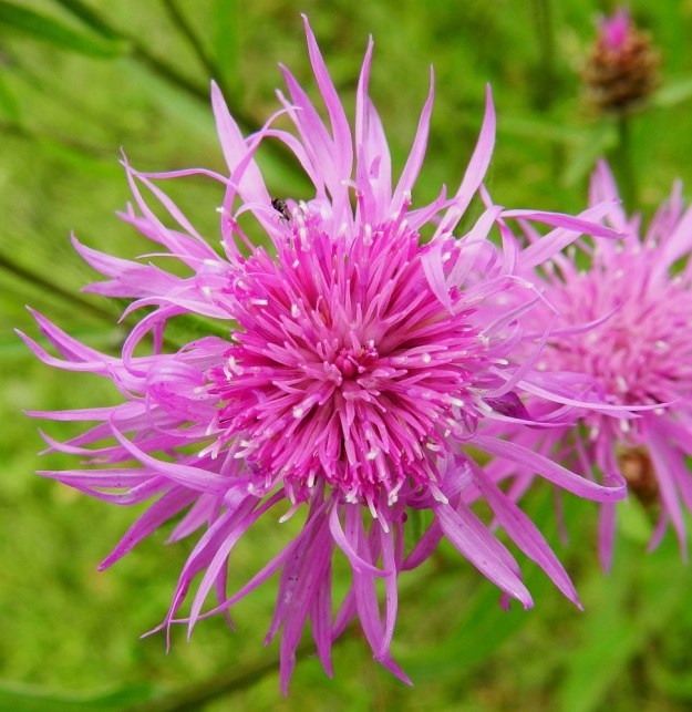 Centaurea jacea - ahdekaunokin kukintomykerössä on yleensä noin 50-70 kukkaa. Niistä suurin osa on laitakukkien reunustamia ja pienempiä kehräkukkia, jotka ovat kaksineuvoisia. Niiden teriön kärkiosa on torvimainen, kapean viisiliuskainen ja noin 7-10 mm pitkä. Pelkkien liuskojen pituus on noin 4-6 mm. EH, Hämeenlinna, Loimalahti, Hirsimäki, Hirsimäenkadun laitaniitty, 26.7.2011. Copyright Hannu Kämäräinen.