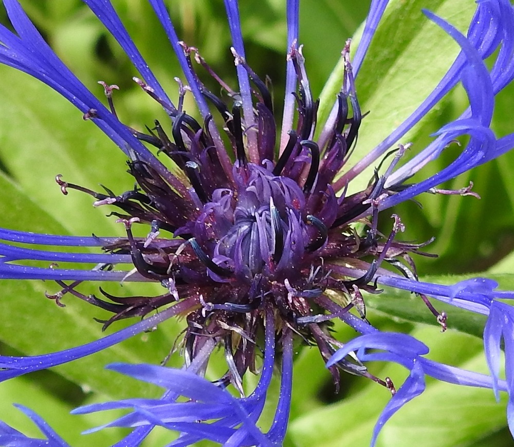 Centaurea montana - vuorikaunokin viiden heteen kapean tasasoukat ponnet ovat lieriömäisen yhdiskasvuisesti emin vartalon ympärillä. Ne ovat yleensä mustan sinipunaiset. Emin vartalo kaksiliuskaisine luotteineen nousee ponsien keskeltä selvästi kukkansa teriönliuskoja pitemmäksi. EH, Hämeenlinna, Loimalahti, Loimalahdentien laitaruohikko hevosaitauksen kohdalla, vähän ennen Tervaniemeä ja Alajärven uimarantaa, 10.6.2018. Copyright Hannu Kämäräinen.