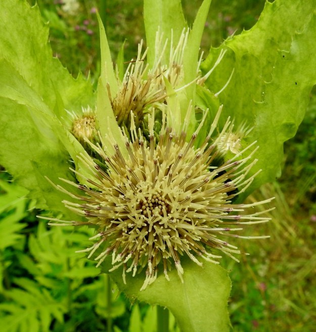 Cirsium oleraceum - keltaohdakkeen kukintomykerö on täydessä kukassaan yläosastaan noin 30-35 mm leveä. Mykerössä on yli sata kukkaa. Kaikki kukat ovat kaksineuvoisia, torvimaisia kehräkukkia. Teriön kärkiosa on torvimainen, kapean viisiliuskainen ja vaaleankeltainen. Pituutta kärkiosalla on noin 11-15 mm. Viisi sinipunaista tai kellanruskehtavaa hedettä ovat ponsistaan lieriömäisen yhdiskasvuisesti emin vartalon ympärillä. EH, Kouvola, Kuusankoski, Ahlmanintien varrella olevan entisen puutavaran varastointi- ja lautatarha-alueen ja Savonsuon peitetyn teollisuuskaatopaikan välissä kulkevan tieuran laide, 31.7.2017. Copyright Hannu Kämäräinen.