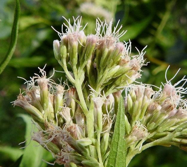Eupatorium cannabinum - rantapunalatvan kukintoranka haaroo yleensä 2-4 kertaa ja uloin mykeröperä on noin 3-5 mm pitkä. Ranka haaroineen ja mykeröperät ovat tiheästi lyhytkarvaiset. Kehto on tavallisesti noin 4-6 mm korkea ja noin 2 mm leveä. Kehtosuomut ovat kahtena rivinä. Ulommat niistä ovat lähes tasasoukat, pyöreähköpäiset sekä noin 2-3 mm pitkät ja noin 1 mm leveät. Sisemmät suomut ovat myös lähes tasasoukat ja pyöreäpäiset mutta kalvolaitaiset sekä noin 4-6 mm pitkät ja noin 1,5 mm leveät. Kaikki suomut ovat tiheästi hyvin lyhytkarvaiset. Varjossa kasvaneissa yksilöissä ne ovat vihreät. U, Helsinki, Laajasalo, Tahvonlahti-merenlahden koillispuoli, rannasta nousevan metsärinteen päällys Mellinintien varressa, 6.8.2018. Copyright Hannu Kämäräinen.