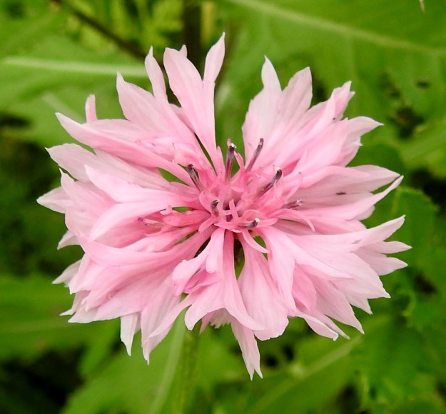 Centaurea cyanus - ruiskaunokki on nykyisin myös koristekasvi. Jalostuksen myötä valko-, sinipuna- ja vaaleanpunakukkaiset yksilöt ovat yleistyneet. Luonnonkannoissa niitä ei näe. Koristekasvilajikkeetkin karkailevat erityisesti joutomaille, pientareille ja maanläjitysalueille.  EH, Hämeenlinna, Tiirinkoski, laajan peltoaukean laita, Hämeen Härkätien ja Haantien kulmauksessa oleva pelto, 9.8.2021. Copyright Hannu Kämäräinen.