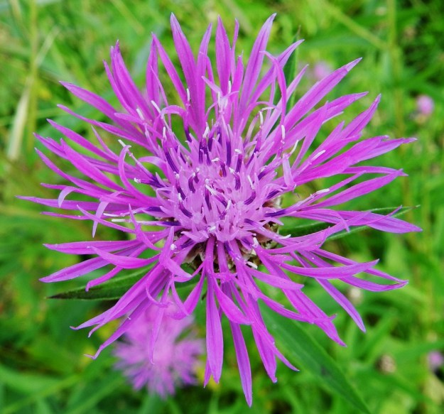 Centaurea jacea - ahdekaunokin kukassa on viisi hedettä. Niiden tummemman tai vaaleamman sinipunaiset ja kapean tasasoukat ponnet ovat lieriömäisen yhdiskasvuisesti emin vartalon ympärillä. Kuvassa näkyy, kuinka erityisesti laitimmaisissa kehräkukissa emin vartalo ja luotti ovat nousseet jo heteiden yläpuolelle. EH, Hämeenlinna, Idänpää, Katumajärven läntinen ranta-alue lähellä Kutalanjoen suuta, 9.8.2012. Copyright Hannu Kämäräinen.