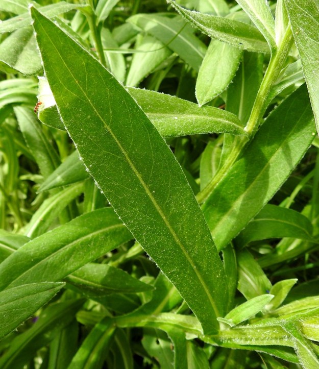 Centaurea montana - vuorikaunokin lehdet ovat ehyet ja ehytlaitaiset sekä pinnaltaan hyvin lyhytkarvaiset. EH, Hämeenlinna, Loimalahti, Loimalahdentien laitaruohikko hevosaitauksen kohdalla, vähän ennen Tervaniemeä ja Alajärven uimarantaa, 10.6.2018. Copyright Hannu Kämäräinen.