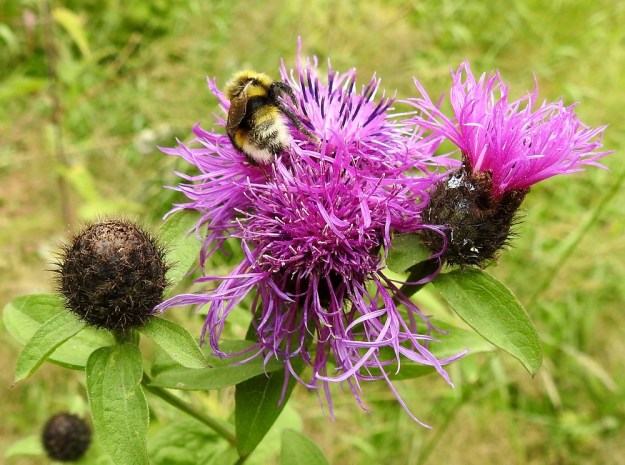 Centaurea phrygia subsp. phrygia - nurmikaunokin subsp. idännurmikaunokin pitkä kukintakausi takaa säistä riippumatta riittävän pölytyksen ja hyvän siementuotannon. Yksilöissä on pitkän aikaa eri vaiheissa olevia mykeröitä. Kuvassa kimalaisen työkenttänä oleva mykerö on siitepölyn tuottamisvaiheessa. Etualan mykerössä ponsien väriä ei juuri enää erota ja korkealle kehräkukkien teriöiden yläpuolelle kurottavat emin vartalot ja luotit ovat pääosassa. Luotit ovat jo laajasti siitepölyn puuteroimat. Kukintohaarojen ylimmät lehdet ovat useimmiten aivan ehytlaitaiset. EH, Hämeenlinna, Loimalahti, Hirsimäki, Näsiäntien ja maakaasulinjan välinen metsäalue, avohakkuuaukko, 3.8.2019. Copyright Hannu Kämäräinen.