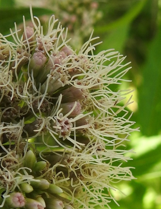 Eupatorium cannabinum - rantapunalatvan mykerössä on viisi tai kuusi kukkaa. Kaikki kukat ovat kaksineuvoisia, torvimaisia kehräkukkia. Teriö on kapean torvimainen ja noin 4,5-6 mm pitkä sekä kärjestään viisiliuskainen ja nousee hieman kehdon yläpuolelle. Teriönliuskat ovat vain noin 0,5 mm pitkät. Viiden heteen sinipunaiset ja kapean tasasoukat ponnet ovat lieriömäisen yhdiskasvuisesti emin vartalon ympärillä (näkyvät kuvassa teriön suulla). Emin vartalo jakautuu kahdeksi luottiliuskaksi heti ponsien yläpuolelta. U, Helsinki, Laajasalo, Tahvonlahti-merenlahden koillispuoli, rannasta nousevan metsärinteen päällys Mellinintien varressa, 6.8.2018. Copyright Hannu Kämäräinen.