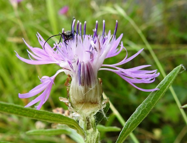 Centaurea jacea - ahdekaunokin kaksineuvoisten kehräkukkien pelkän teriön kokonaispituus on noin 15-20 cm. Tasasoukka tyviosa jää kokonaan mykerön sisälle. Halkaistusta mykeröstä näkyy, kuinka keskellä olevien, vielä nuppuisten teriöidenkin tyvellä, kukkapohjuksen päällä ovat jo pähkyläaihiot. Teriön veitsellä halkaissut kuvaaja sai kiinnostuneen seuraajan, joka tuntuu kysyvän: "Mitä täällä tapahtuu?" A, Finström, Bastö, Ekudden, niemen merenrantaniityn laide, 14.7.2022. Copyright Hannu Kämäräinen.