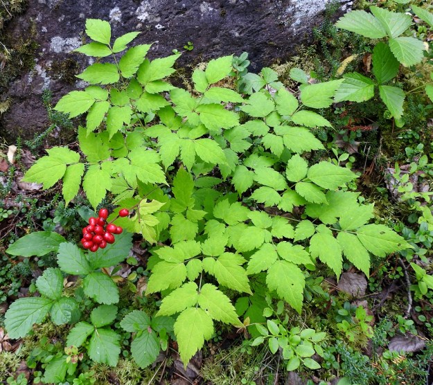 Actaea erythrocarpa - punakonnanmarja on helppo huomata muun vihreyden keskeltä, kun marjaterttu on kypsynyt. Marjat ovat muun kasvin tavoin hyvin myrkyllisiä, mutta linnut pystyvät niitä kuitenkin syömään ja samalla levittävät siemeniä uusiin kasvupaikkoihin. Ks, Kuusamo, Juuma, Kitkajoen länsipuoli Myllykosken kohdalla, 10.8.2022. Copyright Hannu Kämäräinen.