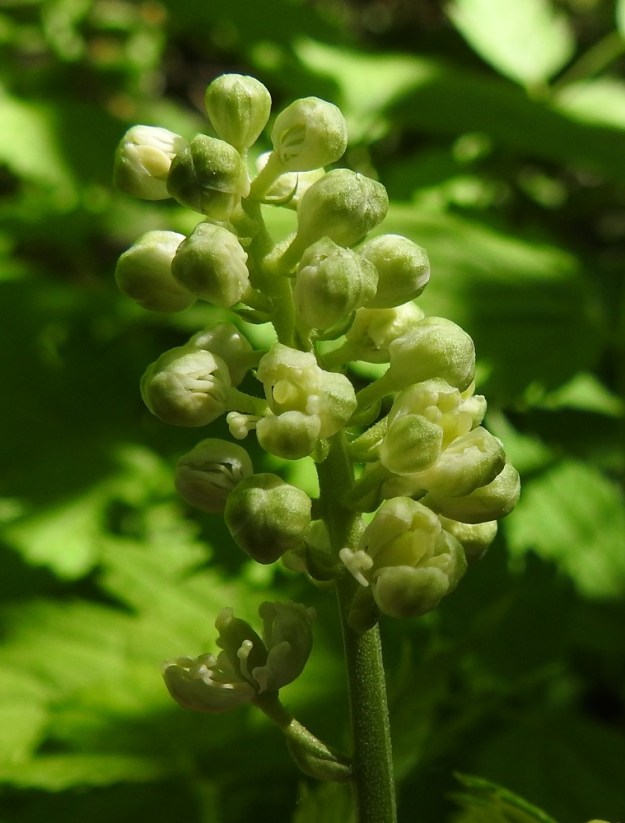 Actaea spicata - mustakonnanmarjan kukassa on 3-5 verholehteä. Ne ovat lähinnä leveänsoikeat, kuperat ja noin 3-4 mm pitkät. Ne ovat nähtävillä kukan nuppuvaiheessa ja avautuessa, mutta karisevat sen jälkeen. EH, Hämeenlinna, Puistonmäki, Kaupunginpuisto, Vanajaveden rannasta nouseva lehtorinne, 4.6.2022. Copyright Hannu Kämäräinen.