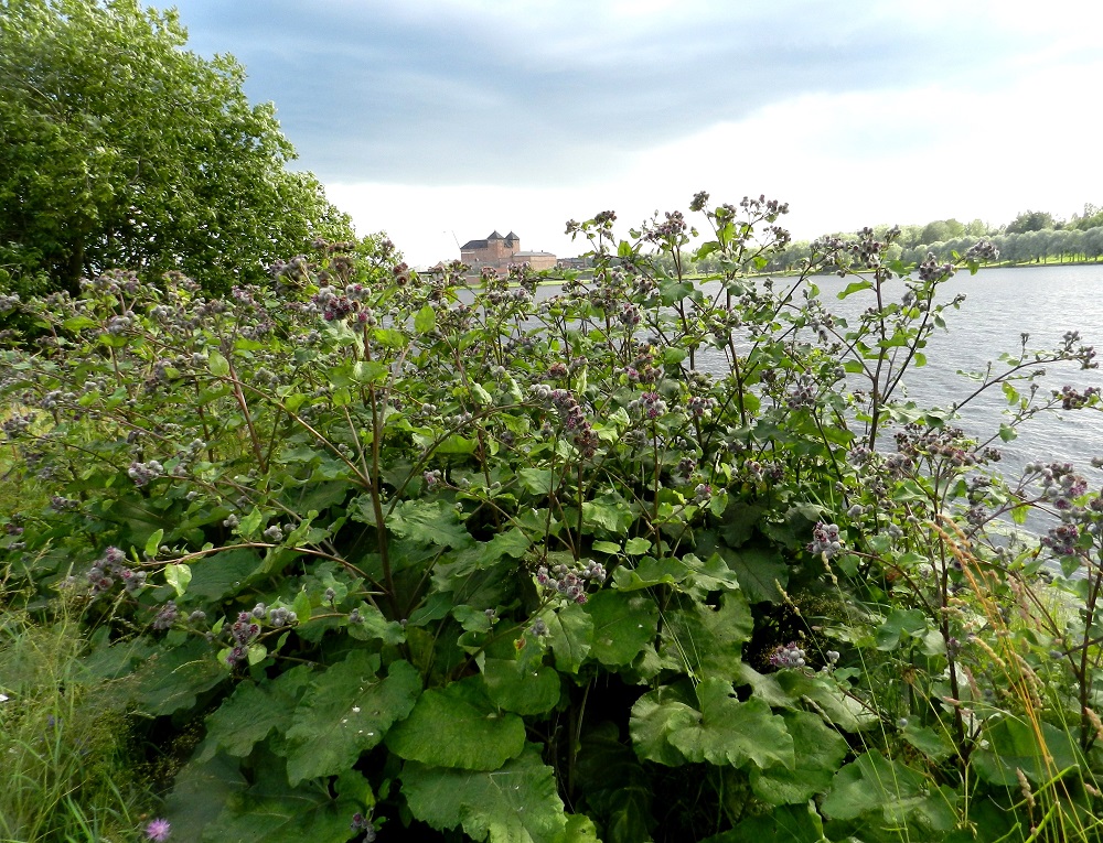 Arctium tomentosum - seittitakiainen on pysty, tukeva ja kookas sekä leveä- ja monihaarainen, kaksivuotinen ruoho. Se on tavallisesti noin 50-150 cm korkea. Laji on Suomessa muinaistulokas ja edelleenkin sen tapaa erityisesti vanhan asutuksen piiristä. Kasvupaikkoina ovat mm. pihat ja puutarhat, maatilojen ympäristö, niityt, joutomaat ja pientareet. EH, Hämeenlinna, Sairio, Sairionranta, Vanajaveden itäranta, radanvartta seuraavan ulkoilureitin laidassa, 20.7.2012. Copyright Hannu Kämäräinen.