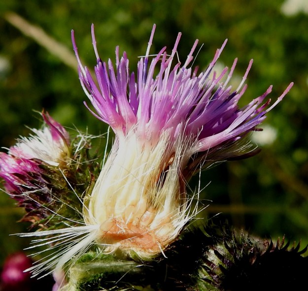 Carduus crispus - kyläkarhiaisen teriön viisiliuskainen kärkiosa on noin 5-7 mm pitkä ja sen mykerön sisään jäävä tyviosa on tasasoukka ja vähän kärkiosaa pitempi. Halkaistun mykerön kuvassa näkyy, kuinka mykeröpohjuksessa, teriön tyvellä ovat jo pähkylät kehittymässä. Niiden kärjessä on hapsihaiveniksi muuntunut verhiö, joka on suunnilleen teriön tyviosan mittainen. EH, Hämeenlinna, Loimalahti, Loimalahdentien Tervaniemeen ja Alajärven rantaan vievän loppupään laitaruohikko, 20.7.2022. Copyright Hannu Kämäräinen.