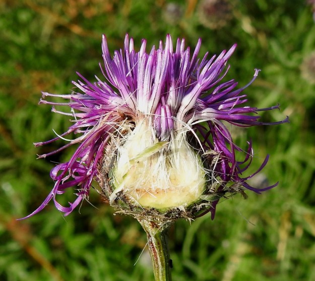 Centaurea scabiosa - ketokaunokin halkaistun mykerön kuvassa näkyy kaksineuvoisten kehräkukkien teriön rakenne. Koko teriö on yleensä noin 15-18 mm pitkä. Sen tyviosa on kapean tasasoukka ja jää kokonaan kehdon sisään. Teriön kärkiosa on torvimainen, kapean viisiliuskainen ja noin 8-10 mm pitkä. Pelkkien liuskojen pituus on noin 4-6 mm. Kehräkukkien emi on yksivartaloinen ja sen kärjessä oleva luotti on kaksiliuskainen. Vartalo luotteineen nousee selvästi kukkansa teriönliuskoja pitemmäksi. Teriöiden tyvellä näkyvät valkoisina ja sukasmaisina kukkien liuskaiset tukisuomut. A, Finström, Bastö, N-pää, Bastövägenin päästä lähtevän Ekuddsvägenin pikkutien laitaniitty, 13.7.2022. Copyright Hannu Kämäräinen.