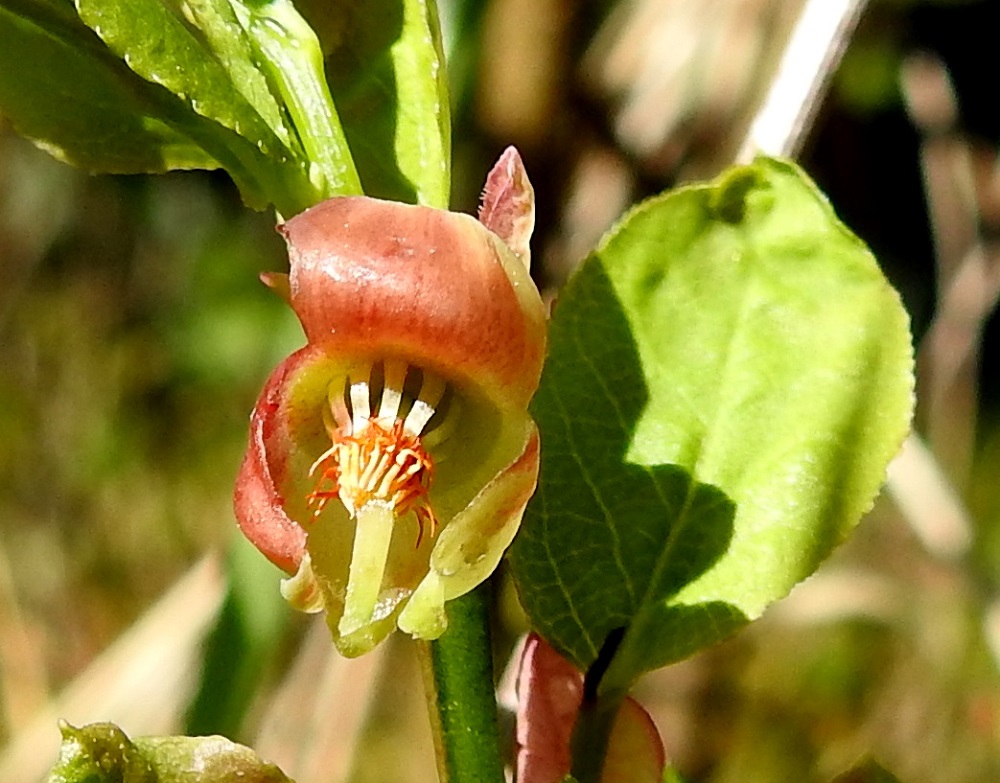 Vaccinium myrtillus - (kangas)mustikan kukassa on 8 tai 10 hedettä ja ne jäävät kokonaan piiloon teriön sisäpuolelle. Ruukkumaisen teriön avaaminen tuo salat esiin. Heteet (kuvan kukassa niitä on 10) ovat kiinnittyneet teriöön ja varisevat sen mukana. Kaarevien palhojen kärjessä olevat ponnet ovat erikoisen näköiset, koska molemmissa puoliskoissa ovat putkimaiset lisäkekärjet, joiden tyvellä on myös yksittäinen, pitkä ja siirottava karva. EH, Hämeenlinna, Loimalahti, Hirsimäki, kuusivaltaisen metsän reuna, 23.5.2022. Kuva Hannu Kämäräinen.