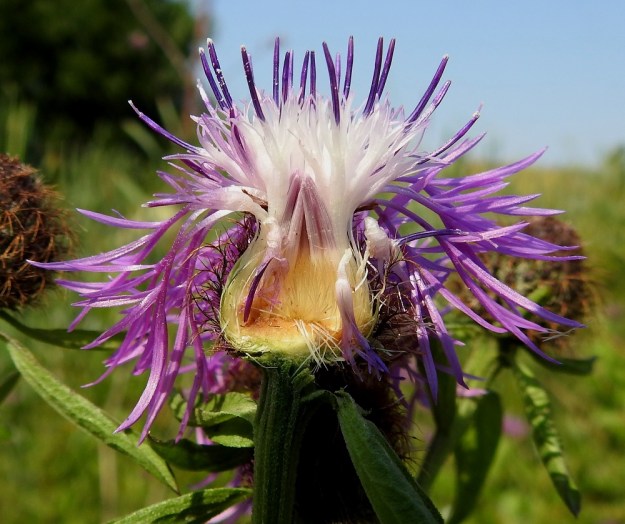 Centaurea phrygia subsp. phrygia - nurmikaunokin subsp. idännurmikaunokin halkaistussa mykerössä näkyy pitkien laitakukkien lisäksi myös kaksineuvoisten kehräkukkien rakenne. Niiden teriön kärkiosa on torvimainen, kapean viisiliuskainen ja noin 8-10 mm pitkä. Tasasoukka tyviosa jää kokonaan mykerön sisälle. Sisimpänä näkyy myös nuppuisia kehräkukkia ja niiden tyvellä olevat, sukasmaisen liuskaiset tukisuomut. Kehräkukkien teriöiden keskeltä nousevat esiin viiden heteen sinipunaiset ja tasasoukat ponnet, jotka ovat lieriömäisen yhdiskasvuisesti emin vartalon ympärillä. Vasta laitimmaisissa kehräkukissa emin vartalo on kurottumassa näkyviin ponsien keskeltä. EH, Hämeenlinna, Loimalahti, Sampo, Sammonojan laitaniitty, 22.7.2022. Copyright Hannu Kämäräinen.