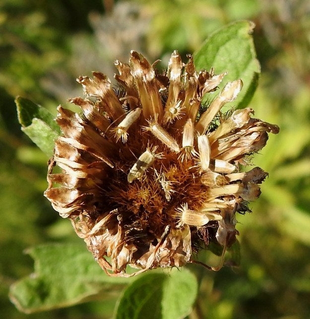 Centaurea phrygia subsp. phrygia - nurmikaunokin subsp. idännurmikaunokin kehtosuomujen rakenne näkyy kuivuneen ja auenneen mykerön kuvasta hyvin. Kärkiosan alapuoli on ehytlaitainen ja lähes tasasoukka. Mykerön pohjalla näkyvät vielä sukasiksi jakautuneet kukkien tukisuomut. Pähkylä on pitkulainen, sileä ja kellanvalkoinen. Se on kypsänä tavallisesti noin 3-4 mm pitkä ja sen kärjessä on vaaleankellertävä, sukasista muodostunut ja noin 0,5-2 mm pitkä pappus eli kehräkukan verhiön muutunnainen. Se ei kuitenkaan riitä siivittämään pähkylän lentoa kauemmaksi. EH, Hämeenlinna, Luhtiala, Aulangon Heikkilän tien laitaniitty Soukan tilan kohdalla, 16.8.2022. Copyright Hannu Kämäräinen.