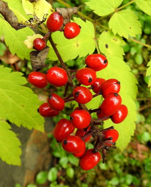 Actaea erythrocarpa - punakonnanmarjan marjat ovat pitkänpyöreitä, aluksi vihreitä ja kypsänä punaisia. Marja on tavallisesti noin 7-9 mm pitkä ja siinä on 7-9 siementä. Ks, Kuusamo, Juuma, Ala-Juuma-järven koilliskulma, mm. Myllykoskelle ja Jyrävälle vievän polun alussa olevan, jyrkkäseinämäisen rantakallion sivu, 10.8.2022. Copyright Hannu Kämäräinen.