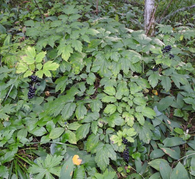 Actaea spicata - mustakonnanmarjan marjat ovat muun kasvin tavoin hyvin myrkylliset. Myrkyllisyyden vuoksi kasvia on kutsuttu mm. surman- ja mörönmarjaksi. Ainakin osa ihmisistä saa jo marjojen koskettelusta rakkoja käsiinsä. Kuitenkin kasvia on aikanaan käytetty myös rohtona kansanlääkinnässä. Myrkyistä huolimatta linnut pystyvät levittämään siemeniä, vaikka eivät ensimmäisenä nappaakaan mehevän näköisiä marjoja nokkaansa. PS, Kuopio, Juankoski, Likolahti, Ala-Siikajärven itärannan Huosiaisniemi, lehtojensuojelualue, 9.8.2022. Copyright Hannu Kämäräinen.