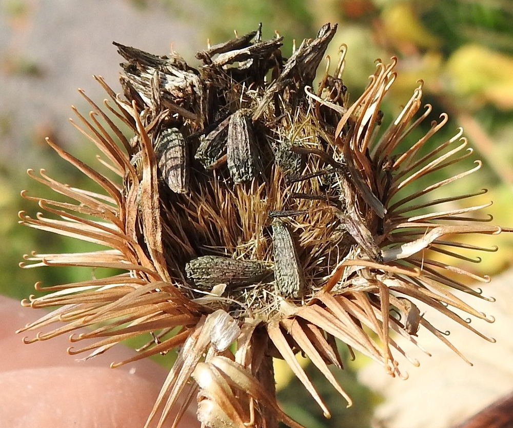 Arctium lappa - isotakiaisen hedelmä on kapean soikeahko, litteä, epäselvästi harjuinen ja hieman käyrä sekä harmaanruskea pohjuspähkylä, joka on tavallisesti noin 6-7,5 mm pitkä. Pähkylän kärjessä olevat lyhyet pappussukaset irtoavat helposti varsinkin kuivunutta mykeröä avatessa. Alimmaisena kuvassa näkyy tiheä joukko kukkien liuskaisia tukisuomuja. EH, Hämeenlinna, Kantola, Luukkaankadun laitaruohikko teollisuusrakennuksen vierustalla, 17.8.2022. Copyright Hannu Kämäräinen.
