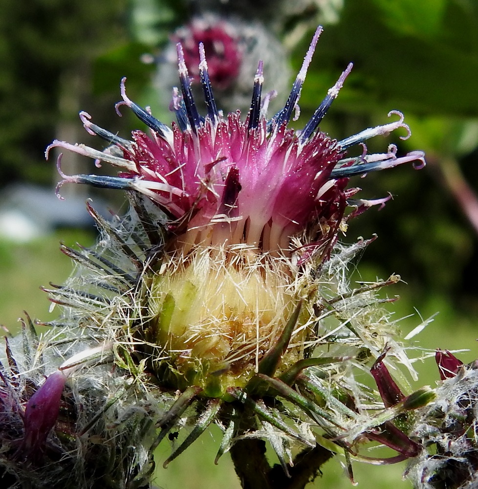 Arctium tomentosum - seittitakiaisen kaikki kukat ovat kaksineuvoisia, torvimaisia kehräkukkia, joiden punainen teriö on viisiliuskainen ja noin 5-6 mm pitkä. Heteiden sinipunaiset tai sinimustat ja kapeat ponnet ovat lieriömäisen yhdiskasvuisesti emin vartalon ympärillä. Vartalo kaksihaaraisine luotteineen nousee selvästi teriönliuskoja pitemmäksi. Halkaistussa mykerössä näkyvät myös teriöiden tasasoukat tyviosat ja kukkien vaaleat, liuskaiset tukisuomut. Sukasiksi muuntuneiden verhiöiden lyhyet karvat ovat halkaisun seurauksena levinneet pitkin mykeröä. EH, Hämeenlinna, Loimalahti, Hirsimäki, omakotialue, Näsiäntien laitaruohikko 18.7.2022. Copyright Hannu Kämäräinen.