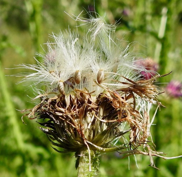 Carduus crispus - kyläkarhiaisen pähkylänsä kypsyttänyt mykerö alkaa hajota ja pähkylät lähtevät hapsihaivenisten pappustensa avulla lentoon. Pähkylä on soikean pitkulainen, vähän litistynyt ja sileä sekä tavallisesti noin 3 mm pitkä. Kuvassa näkyy myös kuivuneita teriöitä luotteineen. EH, Hämeenlinna, Loimalahti, Loimalahdentien Tervaniemeen ja Alajärven rantaan vievän loppupään laitaruohikko, 20.7.2022. Copyright Hannu Kämäräinen.
